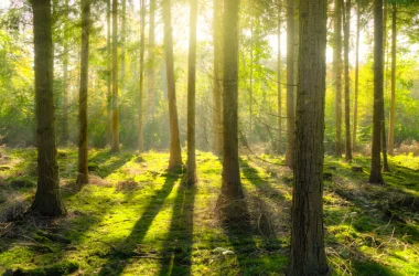 The Road to Green -Euronews ECSR