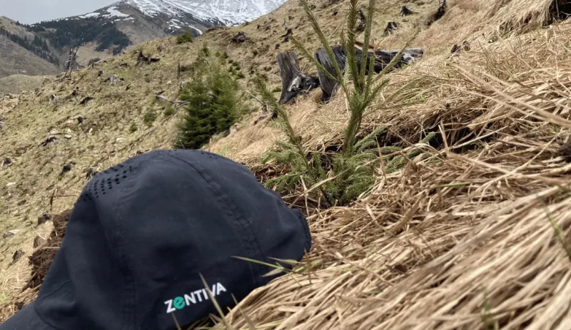 Plantare Zentiva ECSR