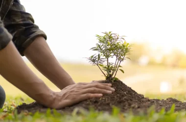 Filbo OMRO Plantare ECSR