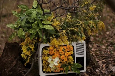 Colectare Deseuri Environ ECSR