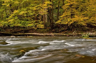 Rewilding România ECSR