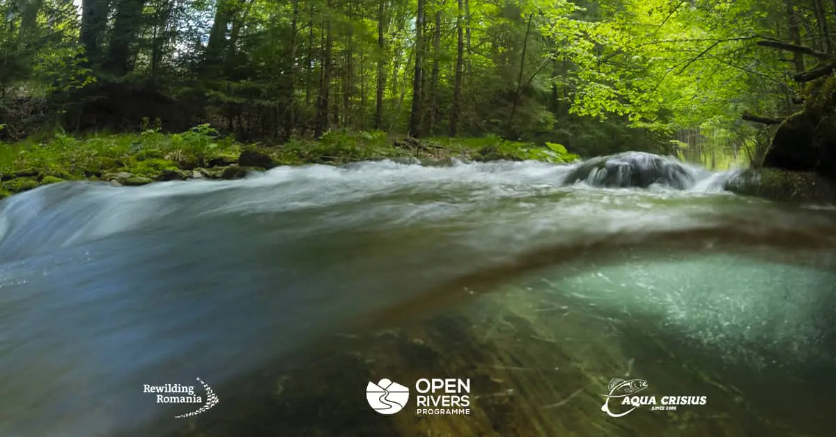 Open Rivers Programm Logo Rewilding România, în etapa a 2-a a inițiativei de restaurare a ...